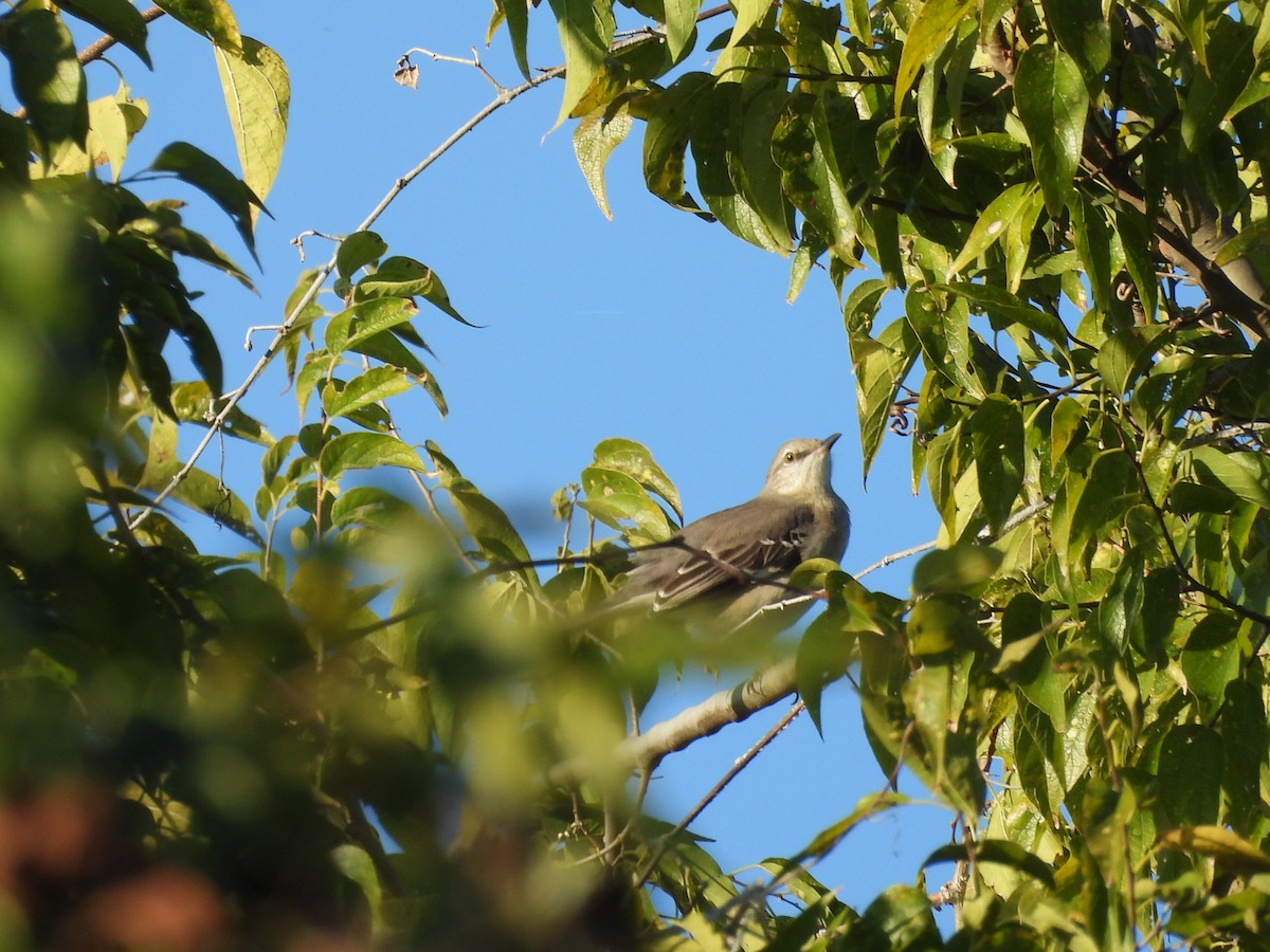 Kuzeyli Taklitçi - ML644704915