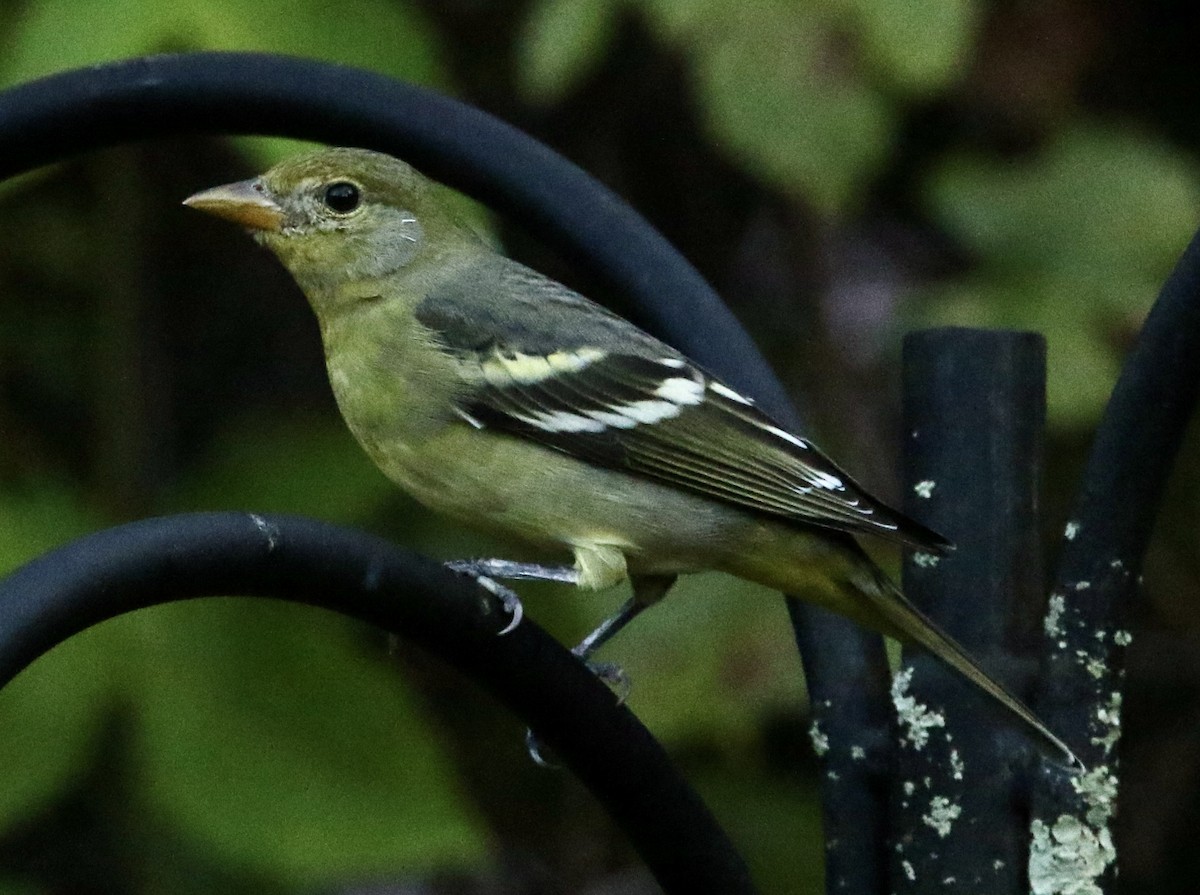 Western Tanager - ML644704922