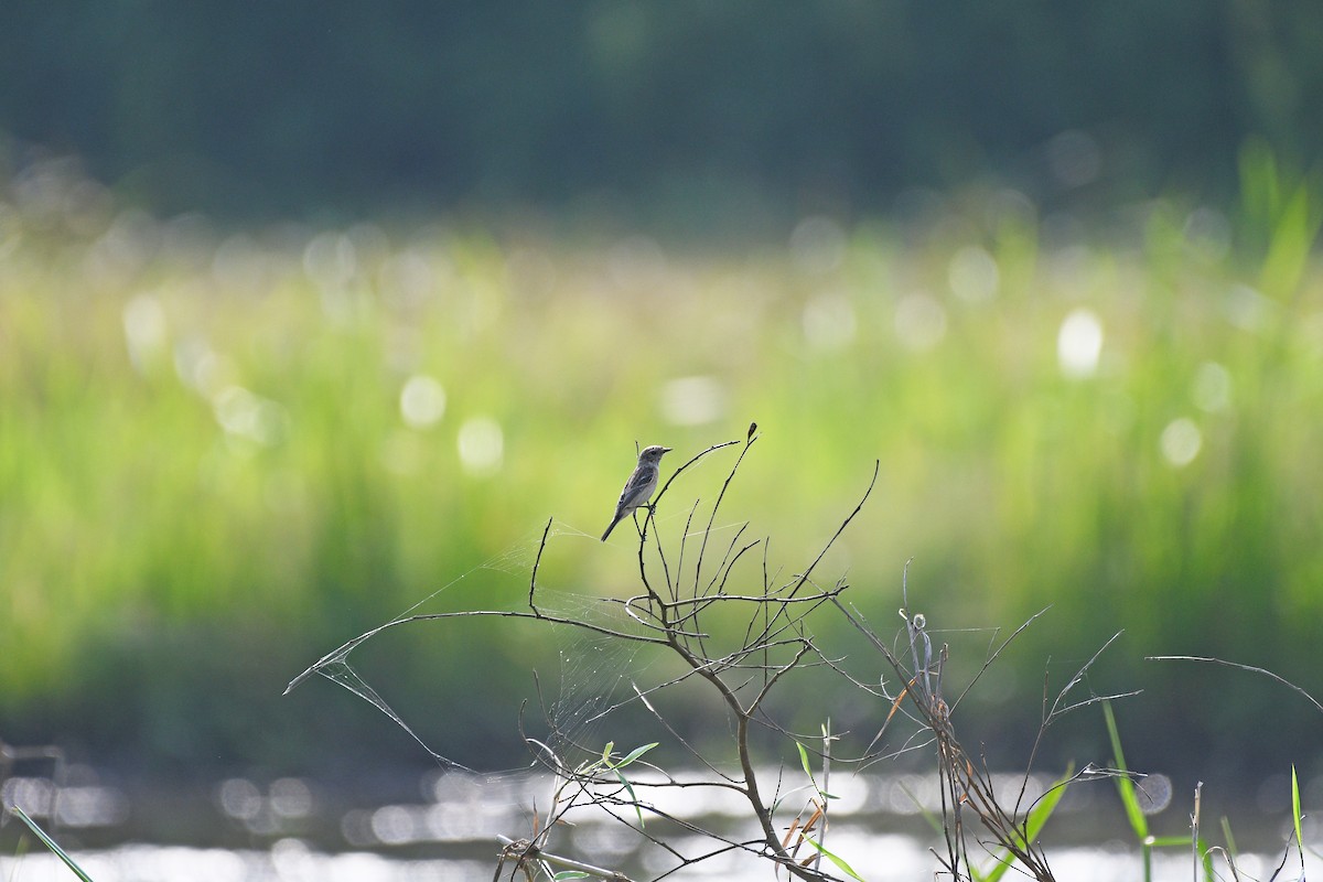 Сибирийн шулганаа - ML644704923