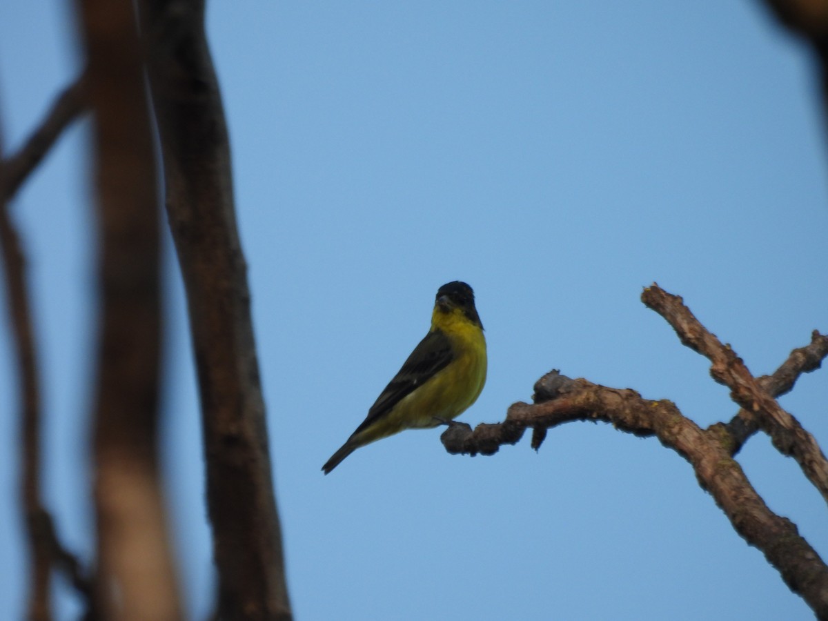 Чиж малий - ML644704924