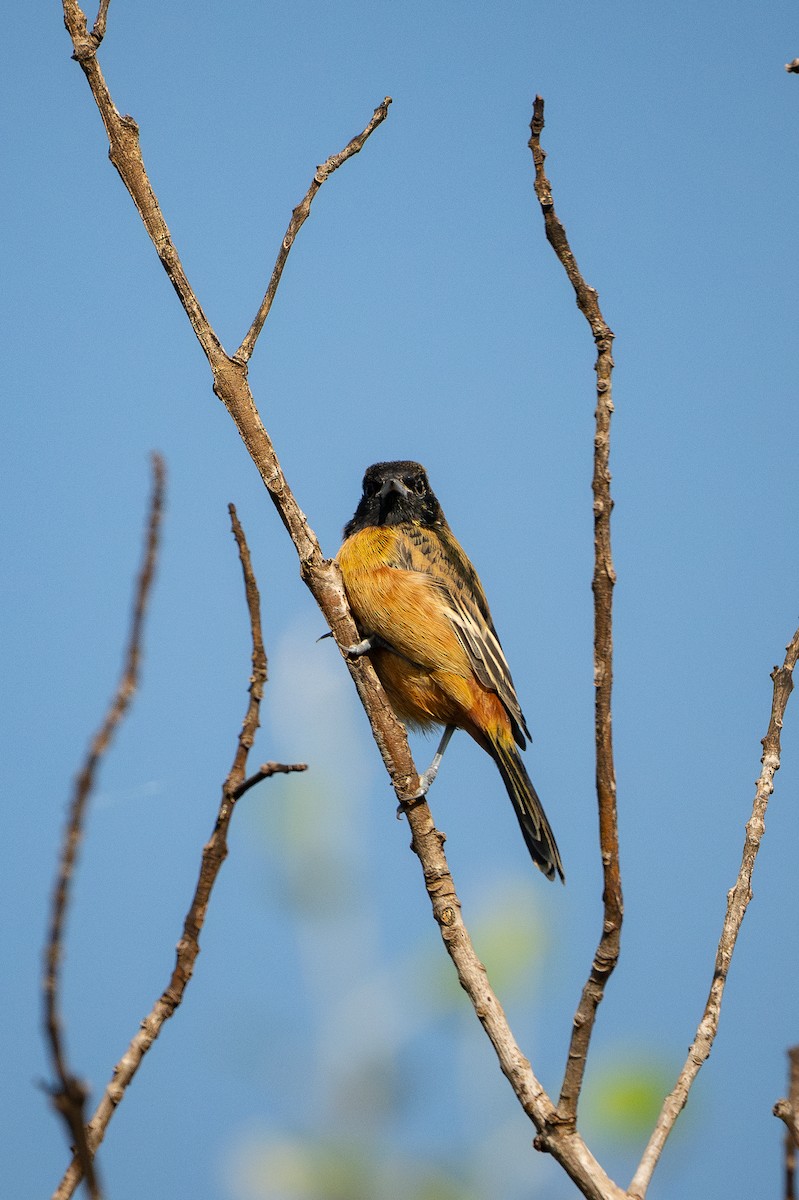 Oriole des vergers - ML644704925