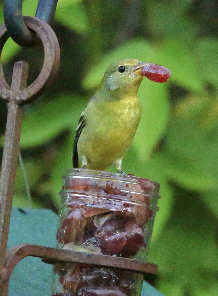 Western Tanager - ML644704927