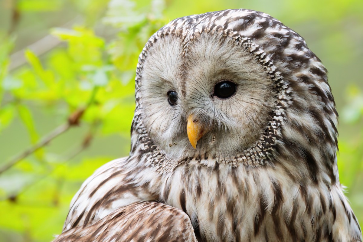 Allocco degli Urali - ML644704928