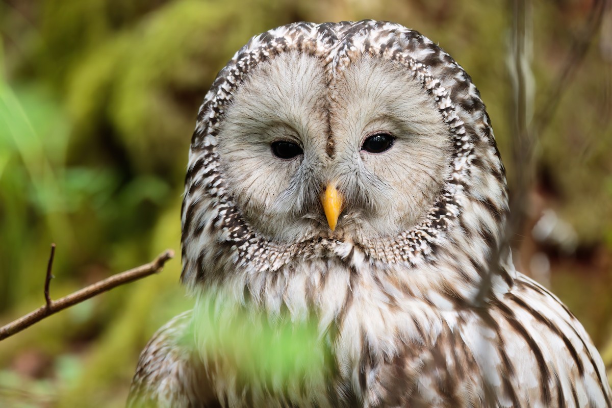 Allocco degli Urali - ML644704929