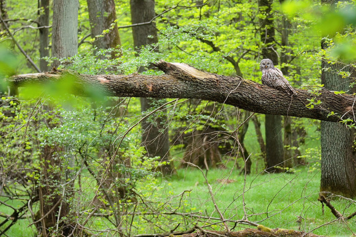 Allocco degli Urali - ML644704930