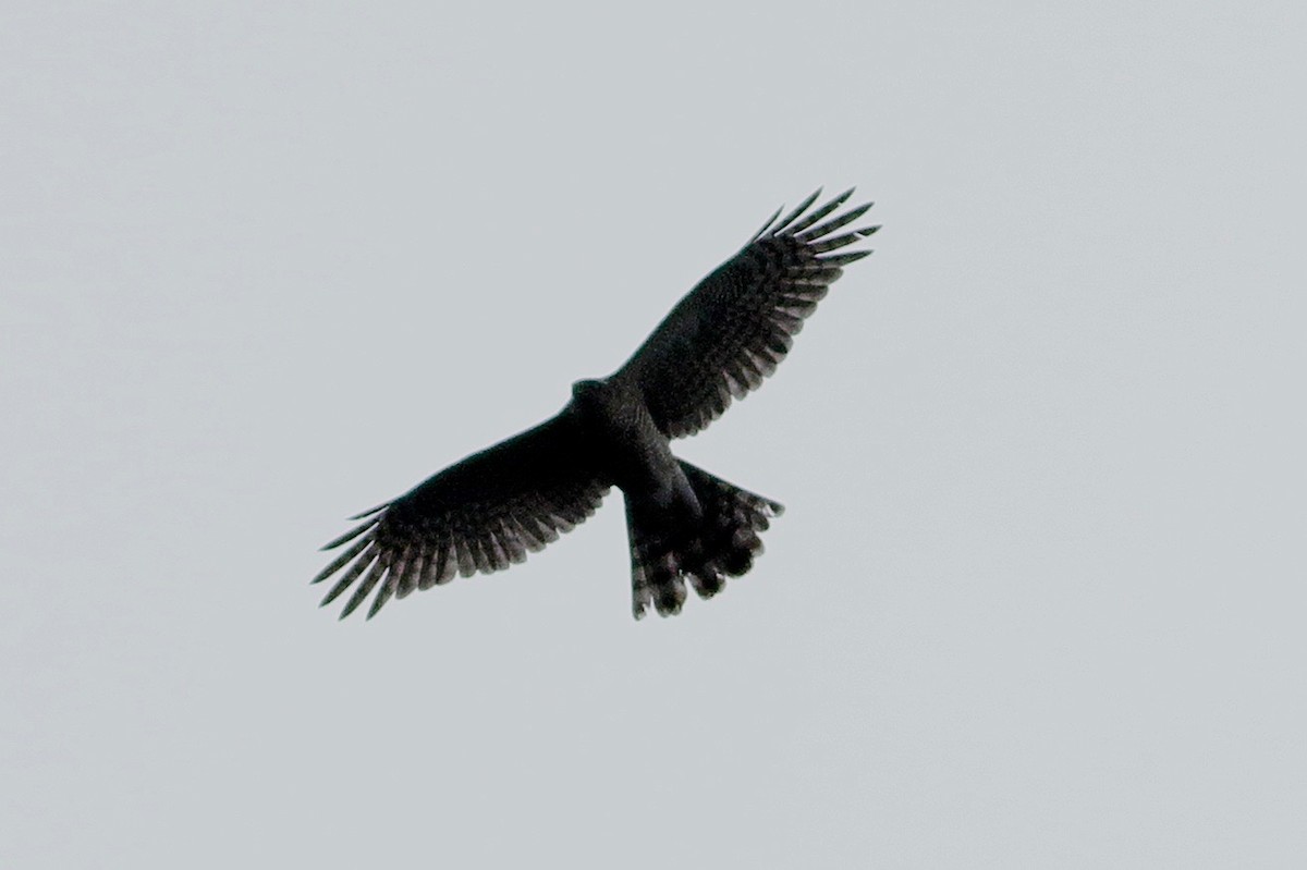 Морин харцага - ML644704932