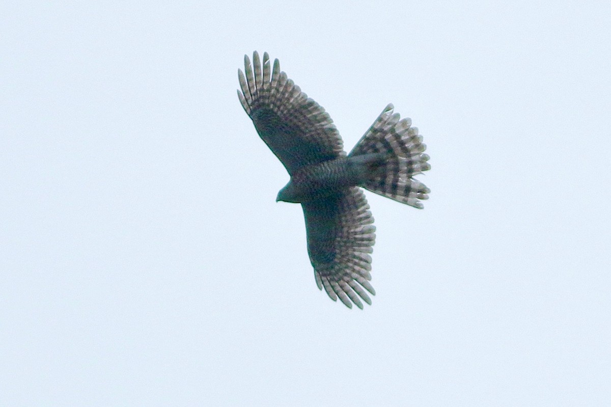 Морин харцага - ML644704933