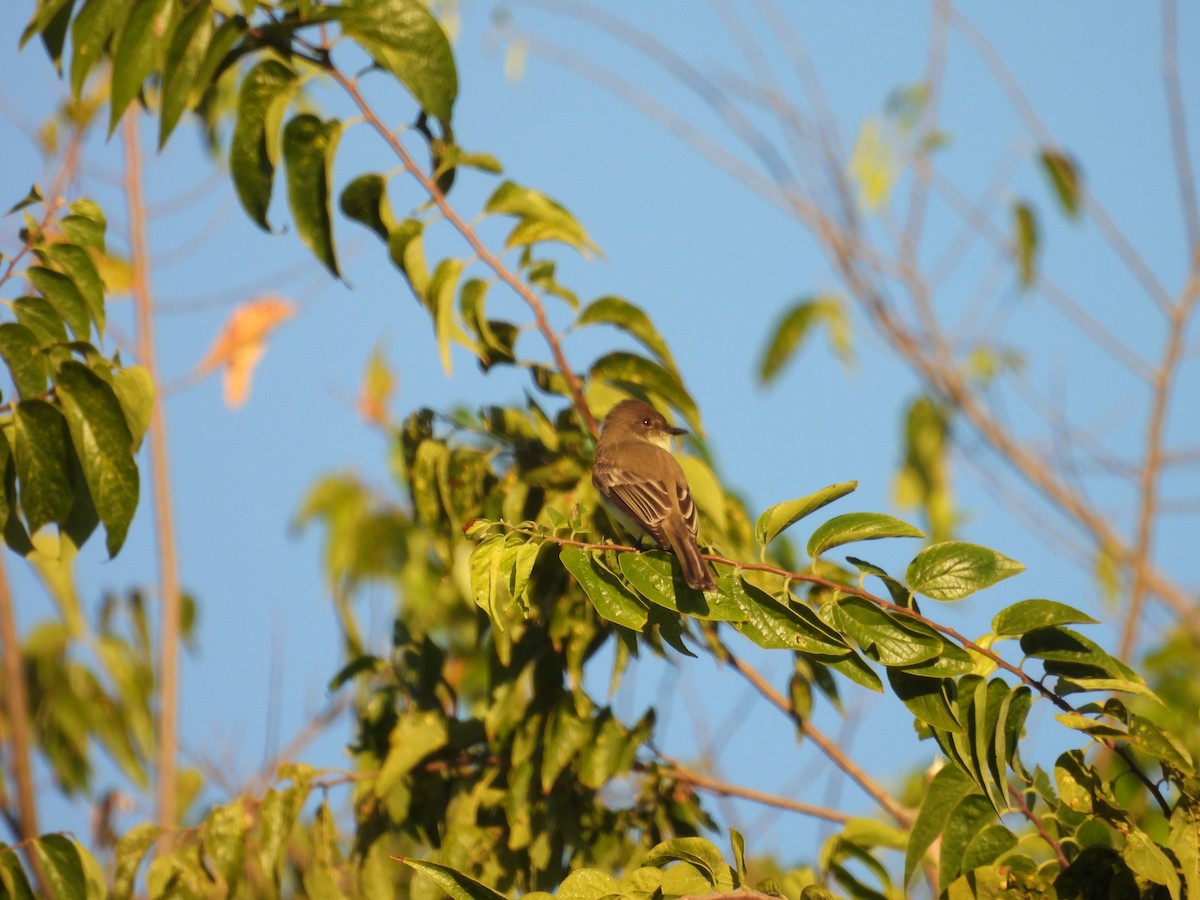 Eastern Phoebe - ML644704940