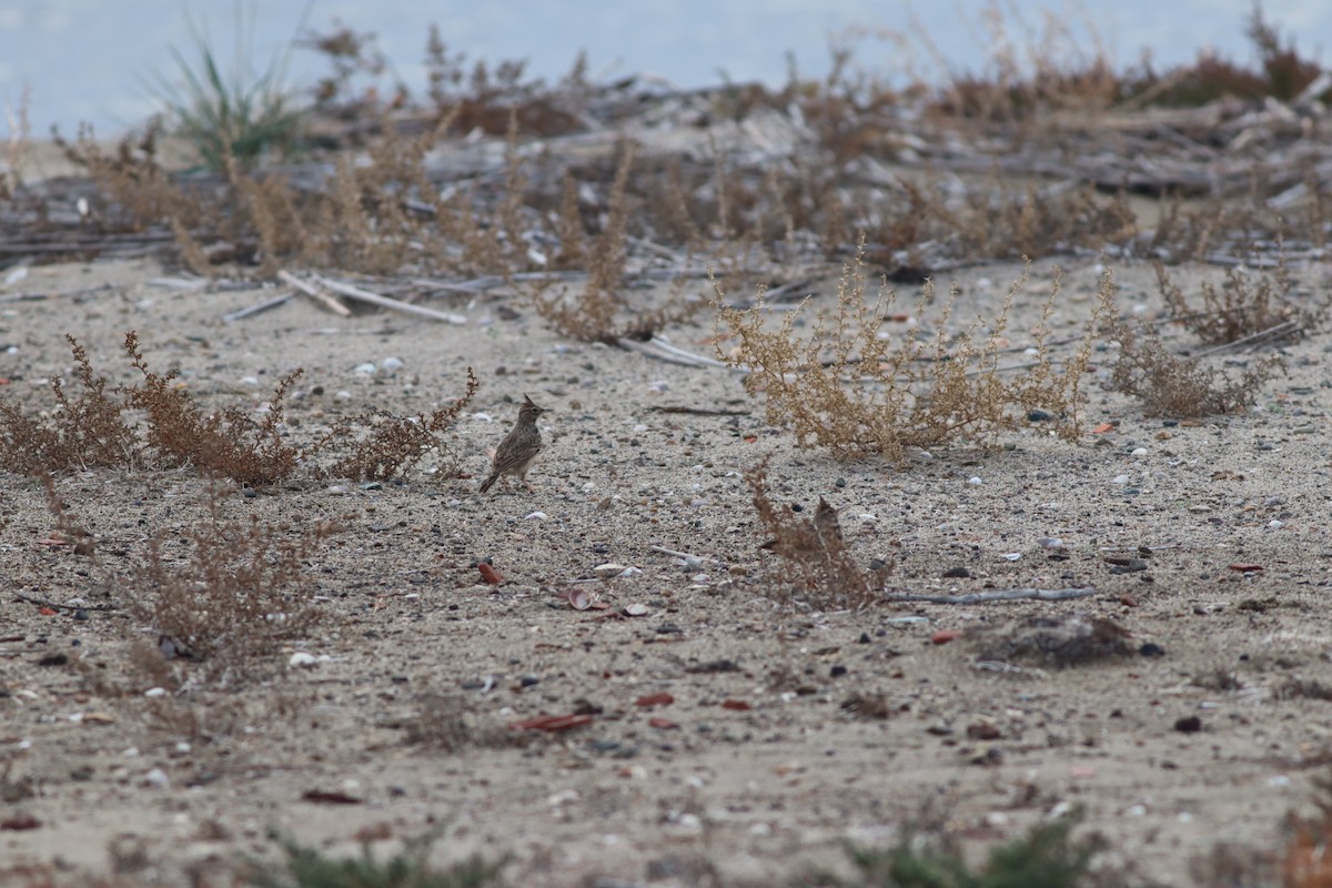 topplerke - ML644704941