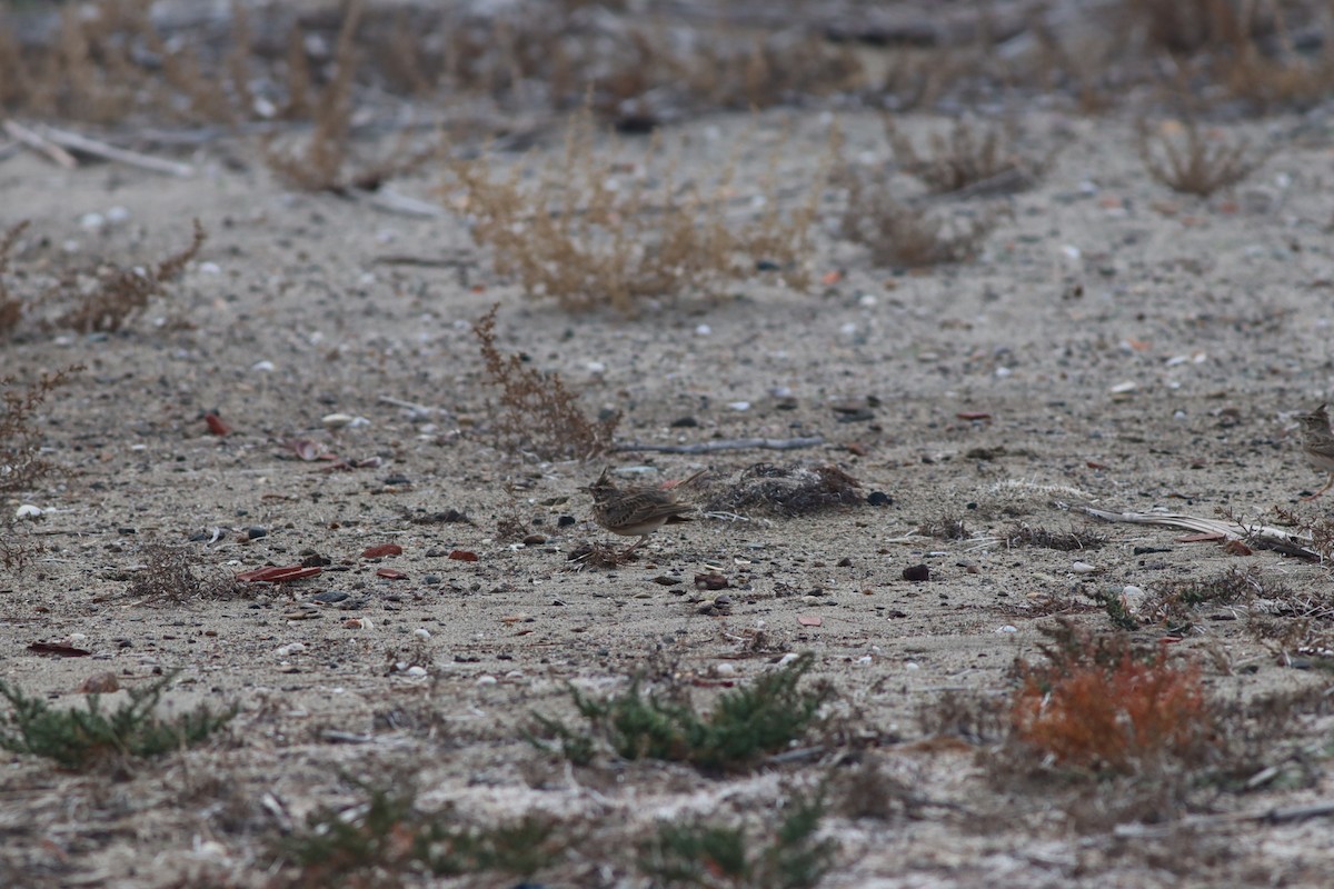 topplerke - ML644704942