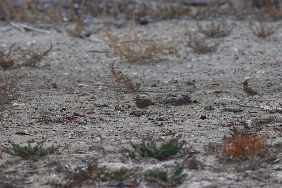 topplerke - ML644704943