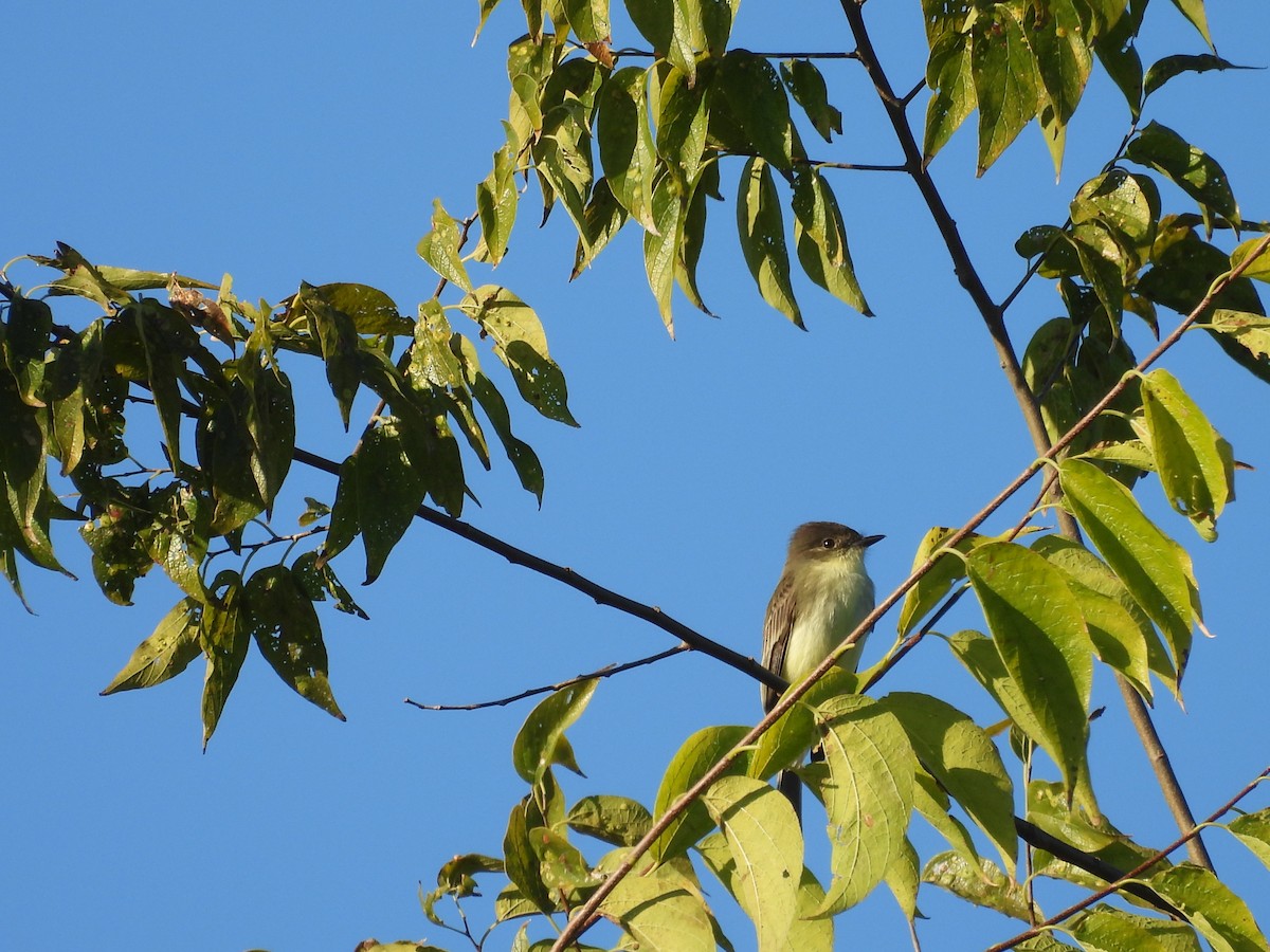Eastern Phoebe - ML644704944