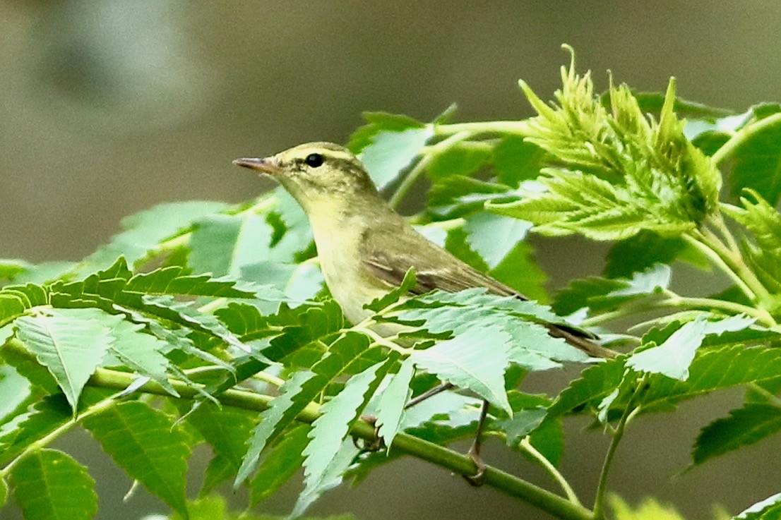 Ногоовор дууч шувуу - ML644704945