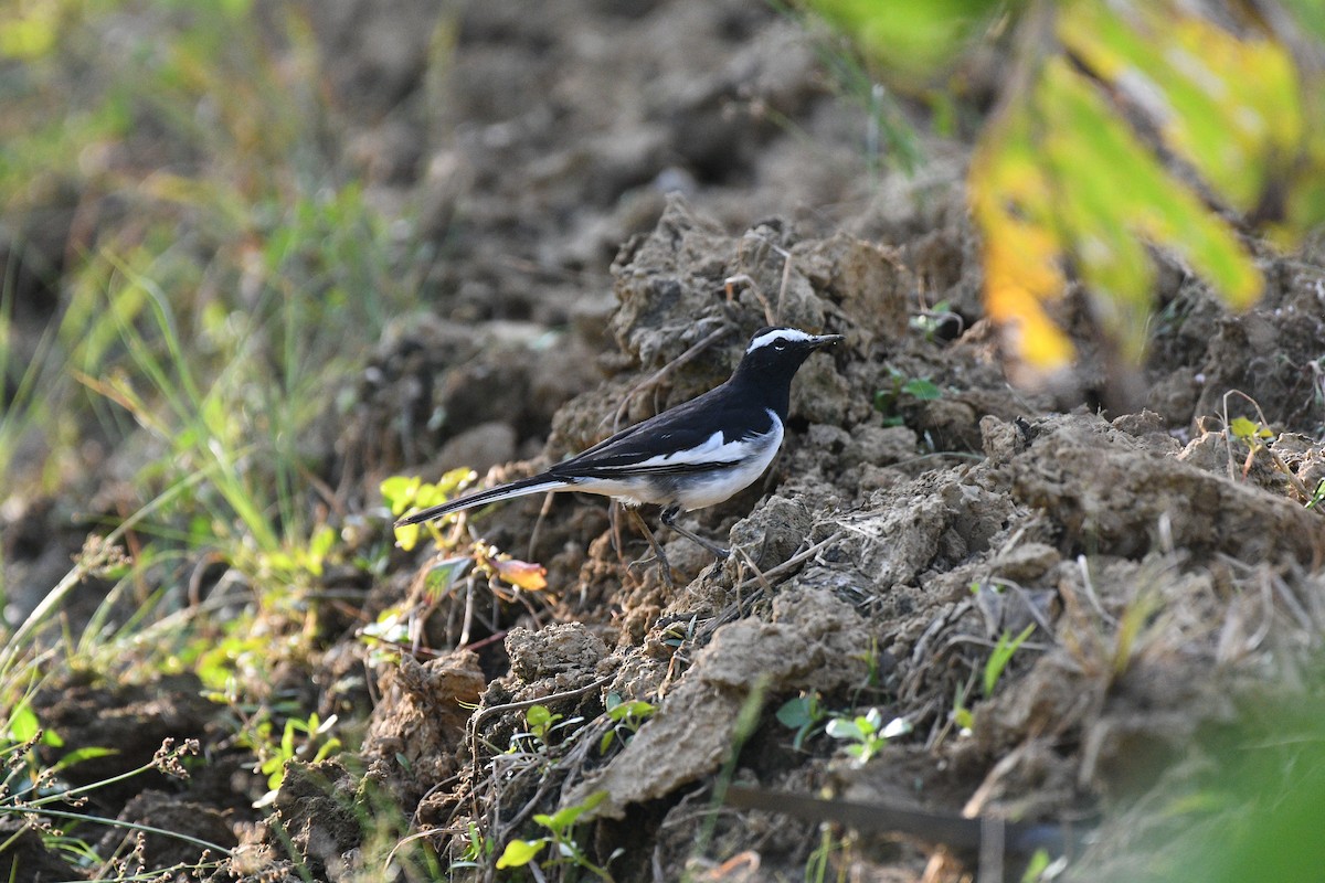 White-browed Wagtail - ML644704946