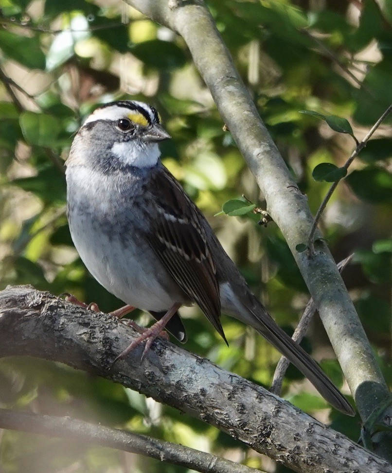 White-throated Sparrow - ML644704947