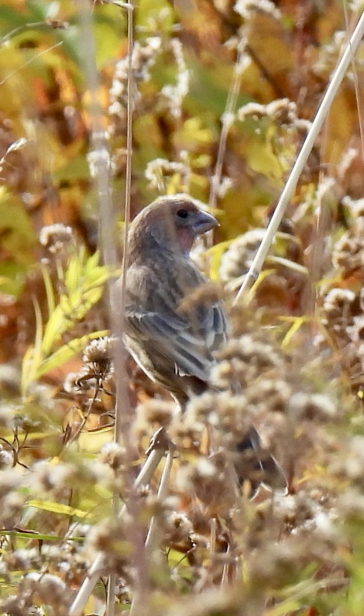 House Finch - ML644704949