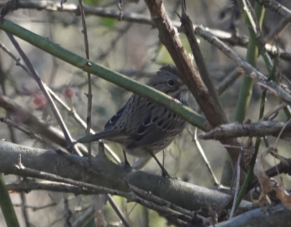 Lincoln's Sparrow - ML644704958