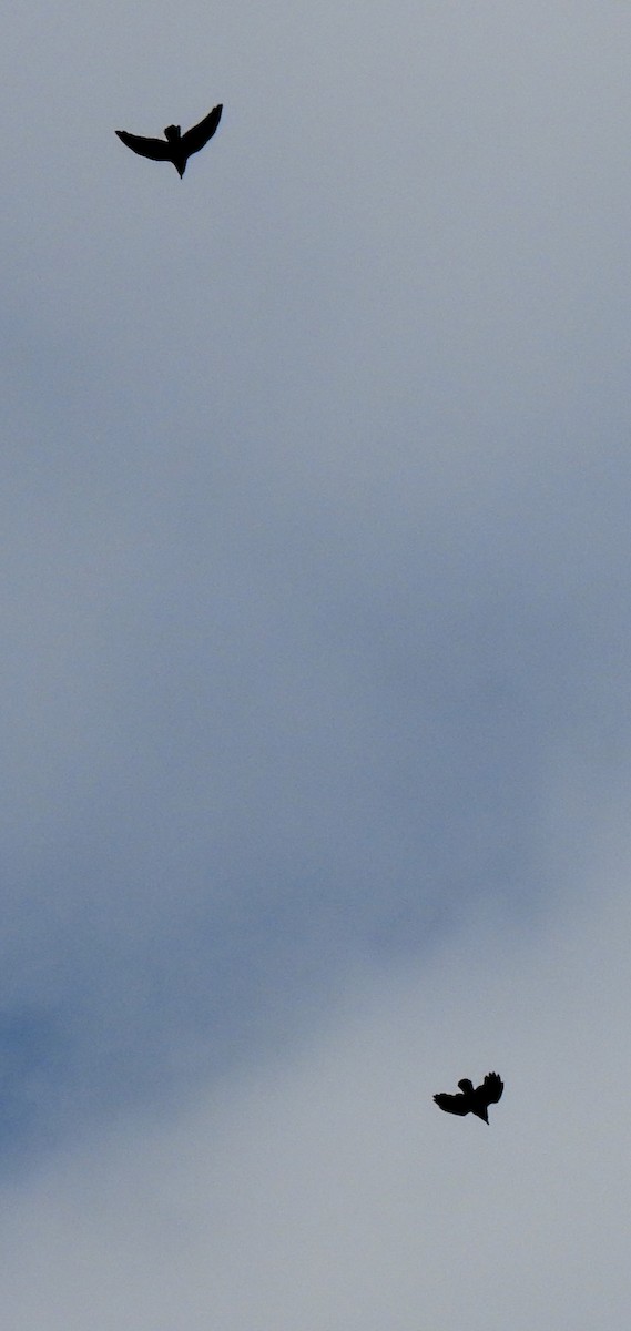 American Crow - ML644704960