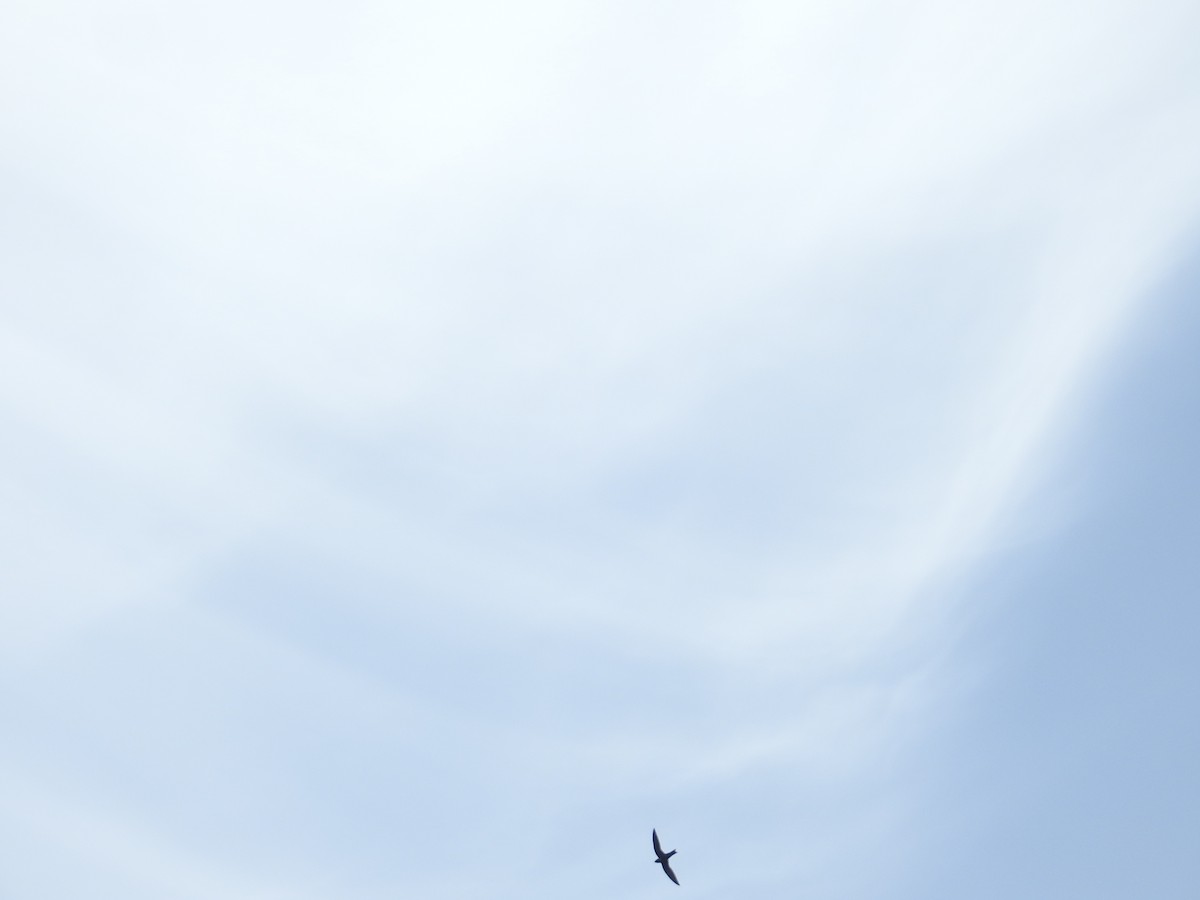 White-collared Swift - ML644704961