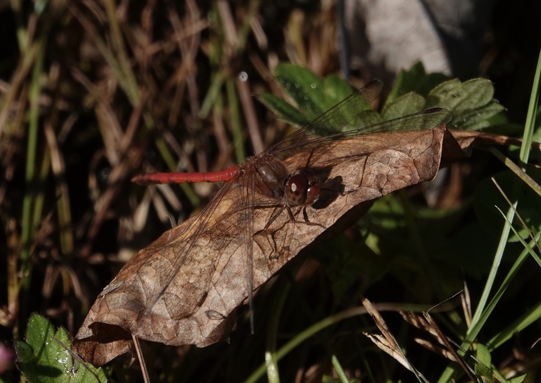 Autumn Meadowhawk - ML644704963