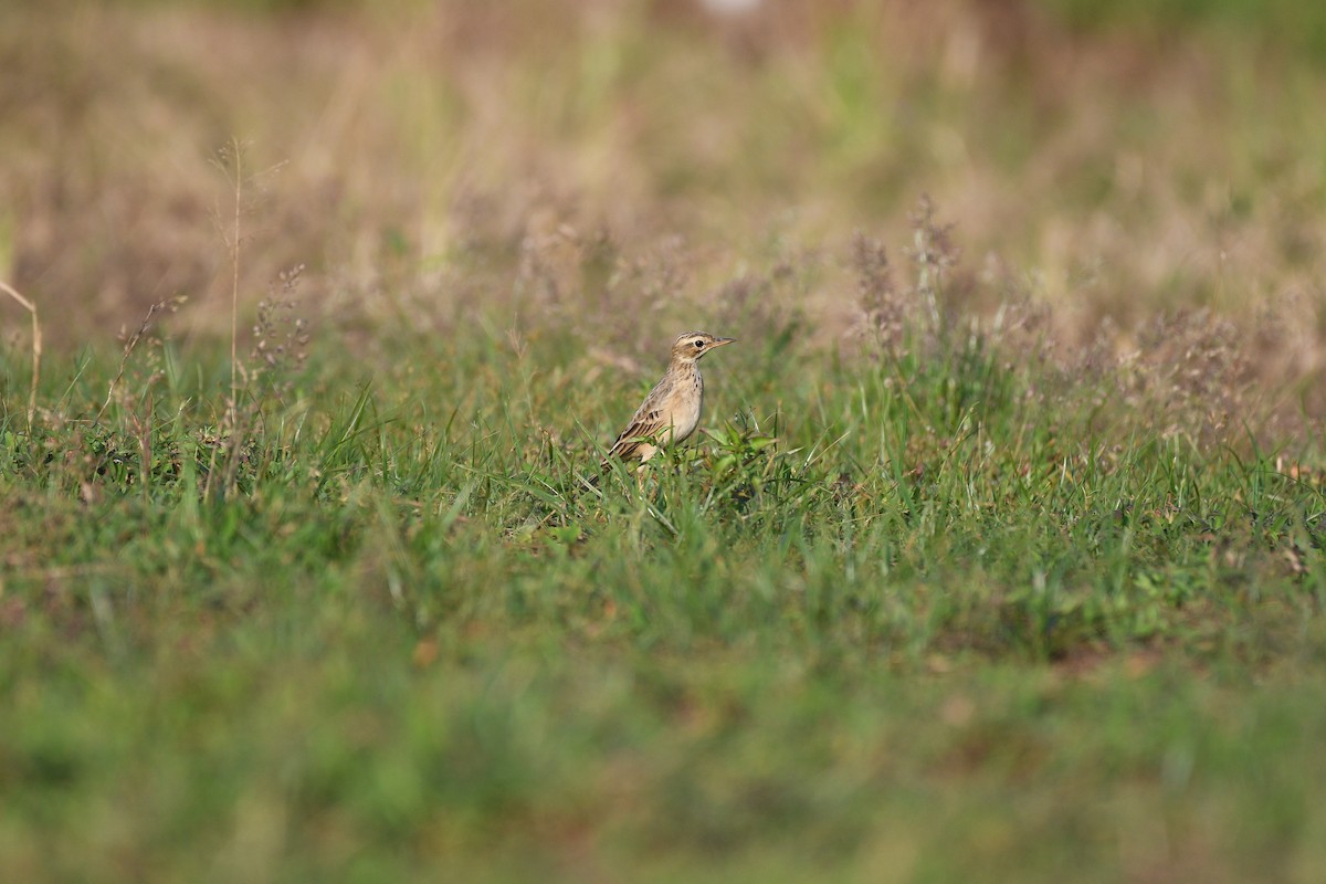 Paddyfield Pipit - ML644704967