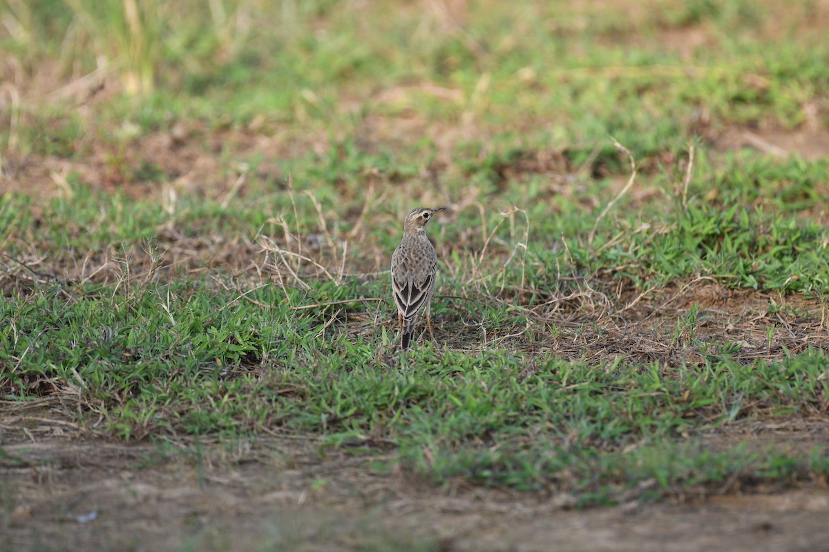 Paddyfield Pipit - ML644704968