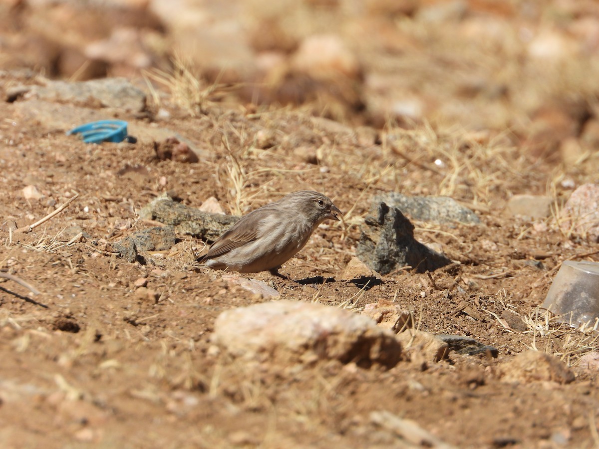 Yemen Serin - ML644704969