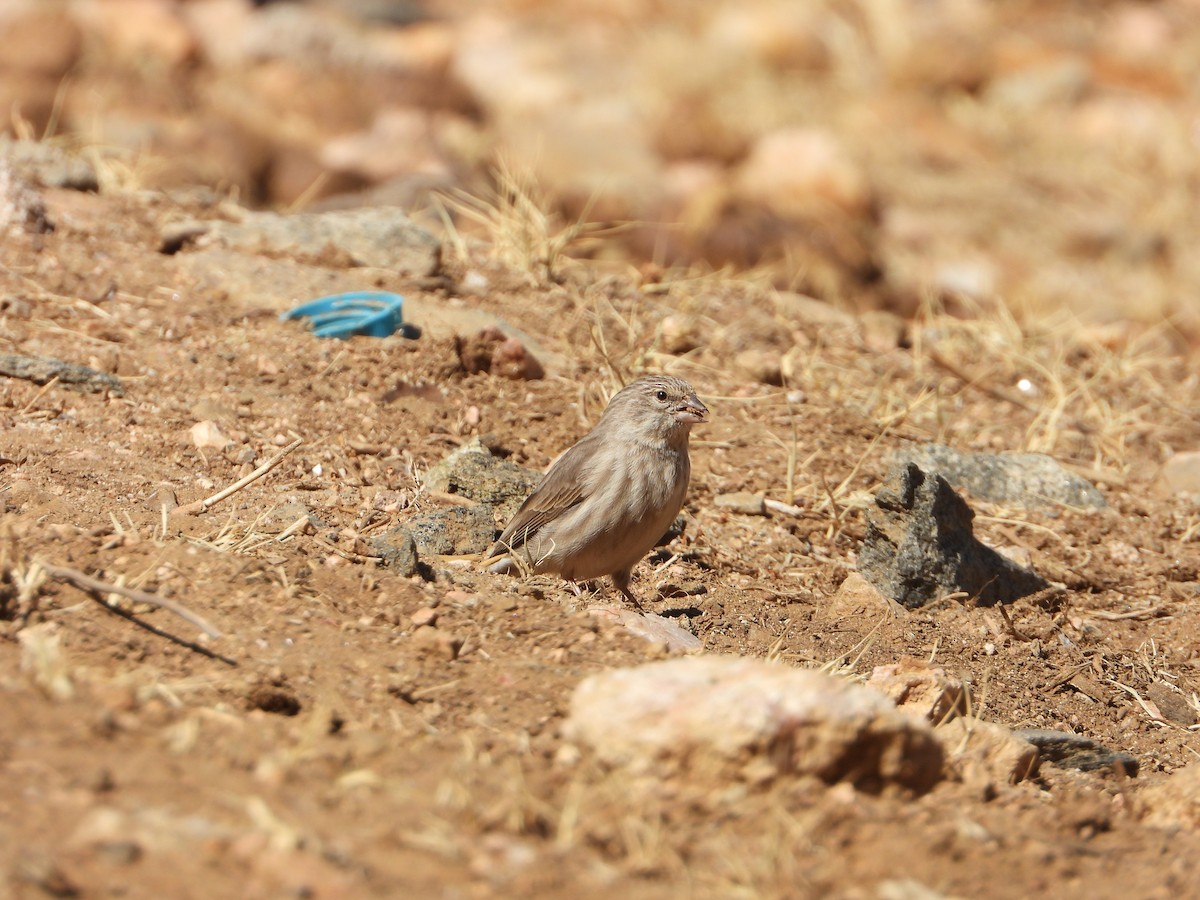 Yemen Serin - ML644704970