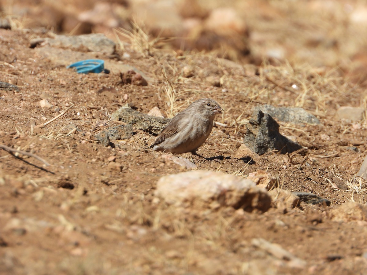 Yemen Serin - ML644704971