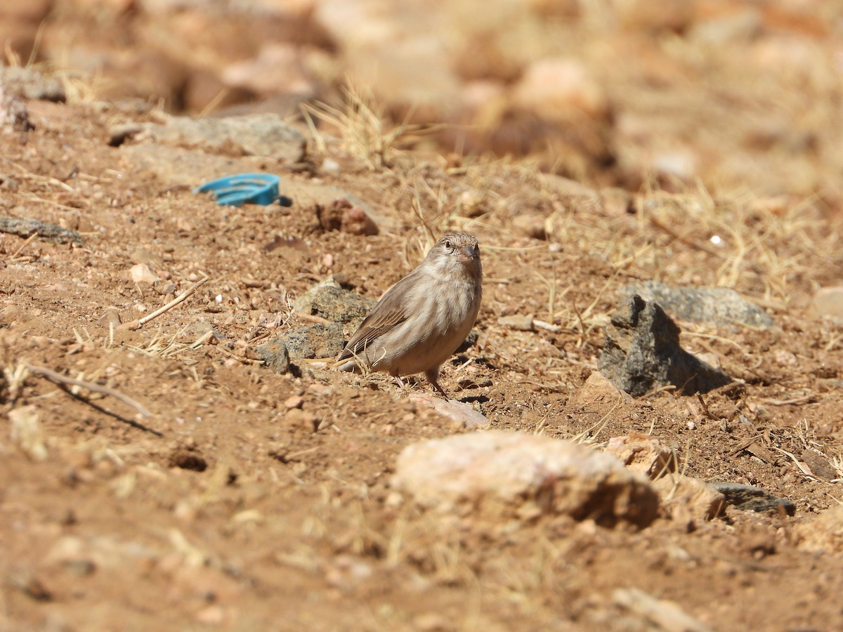 Yemen Serin - ML644704972