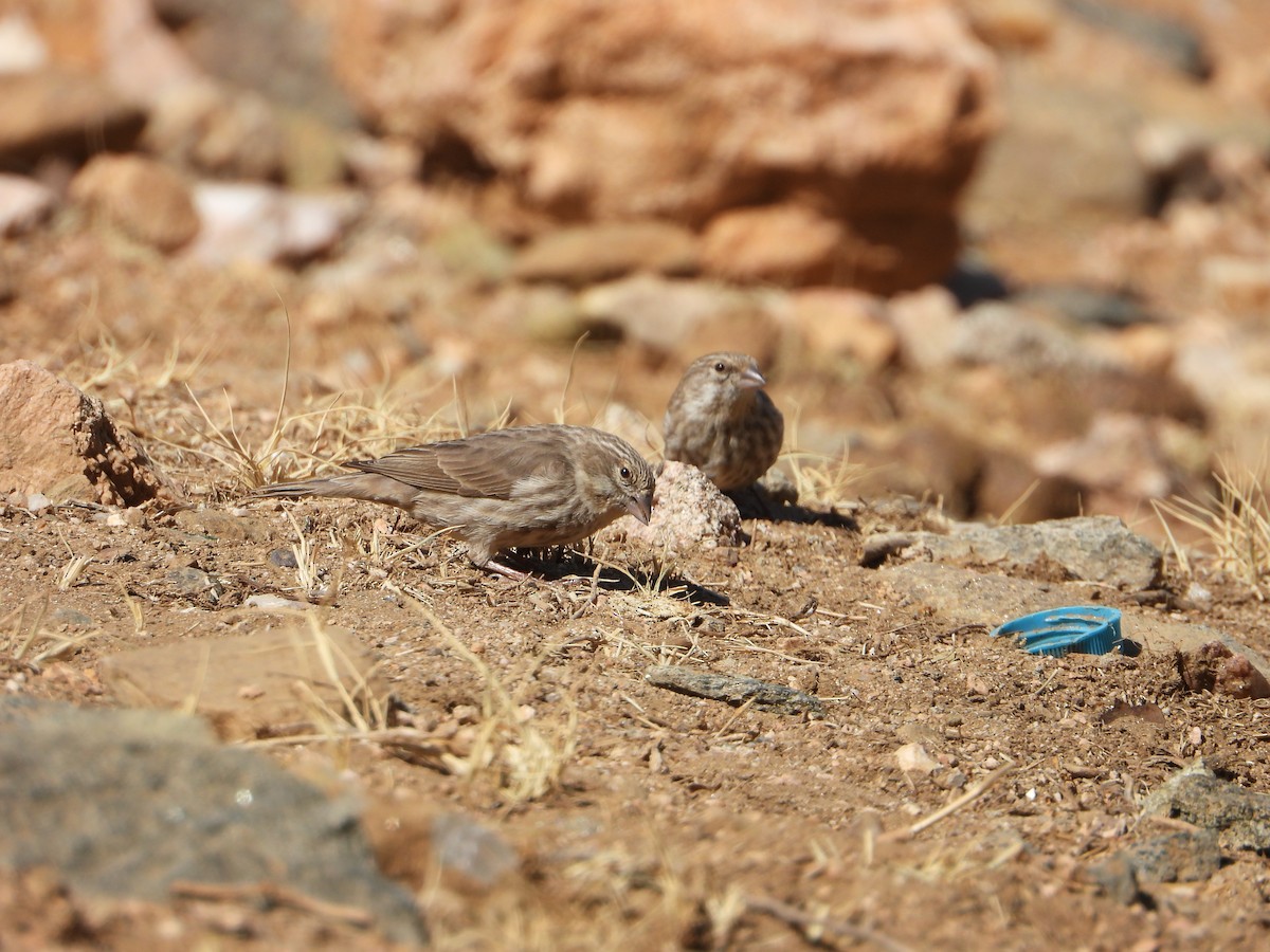 Yemen Serin - ML644704973