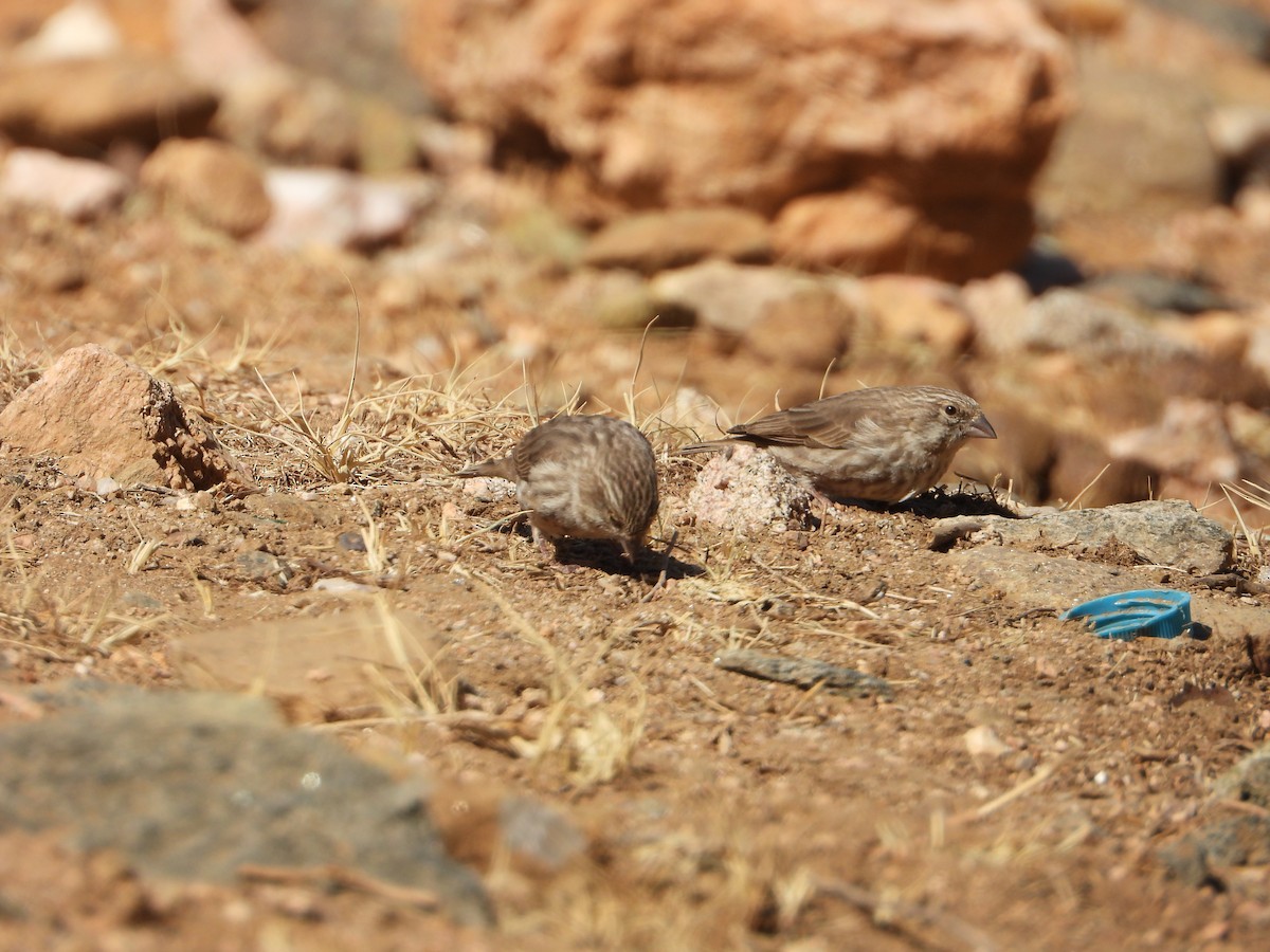 Yemen Serin - ML644704974