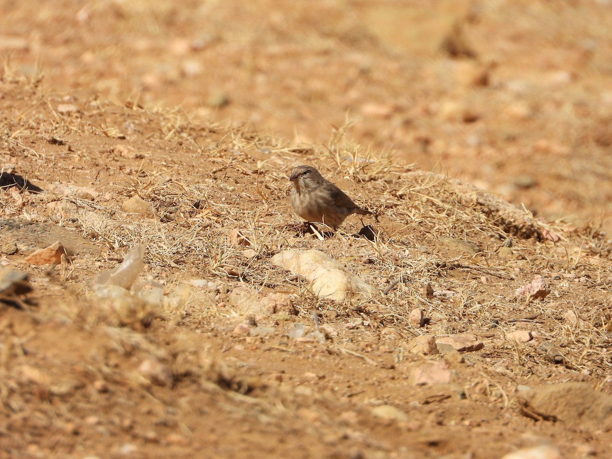 Yemen Serin - ML644704975