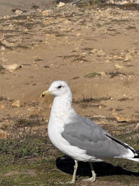 California Gull - ML644704985
