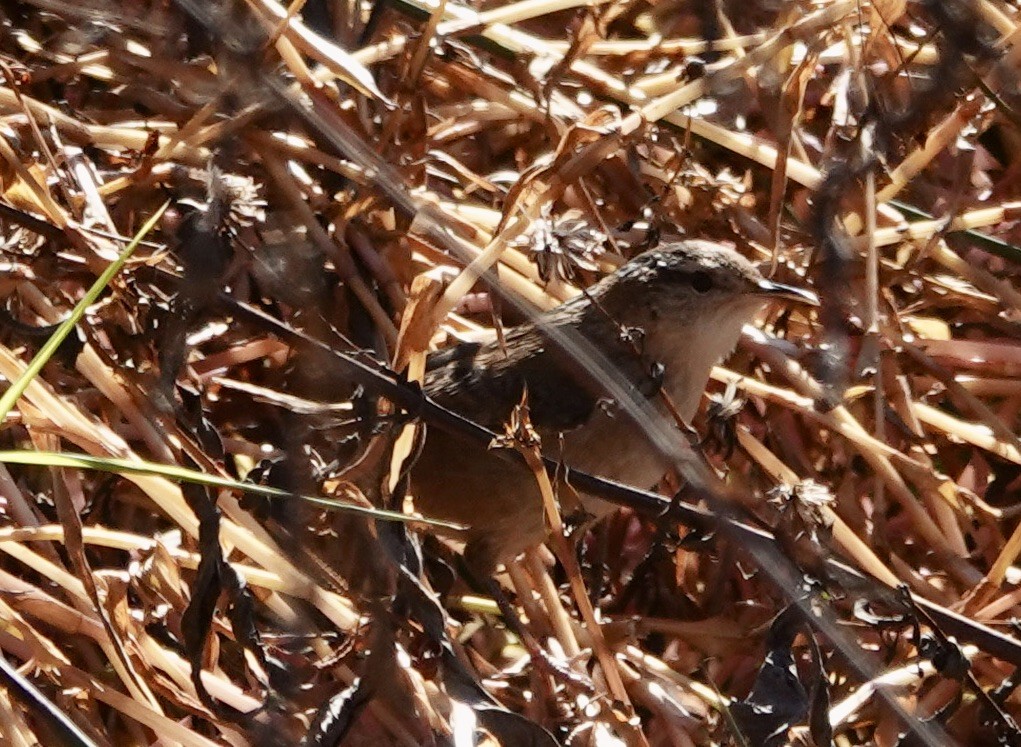Marsh Wren - ML644704988