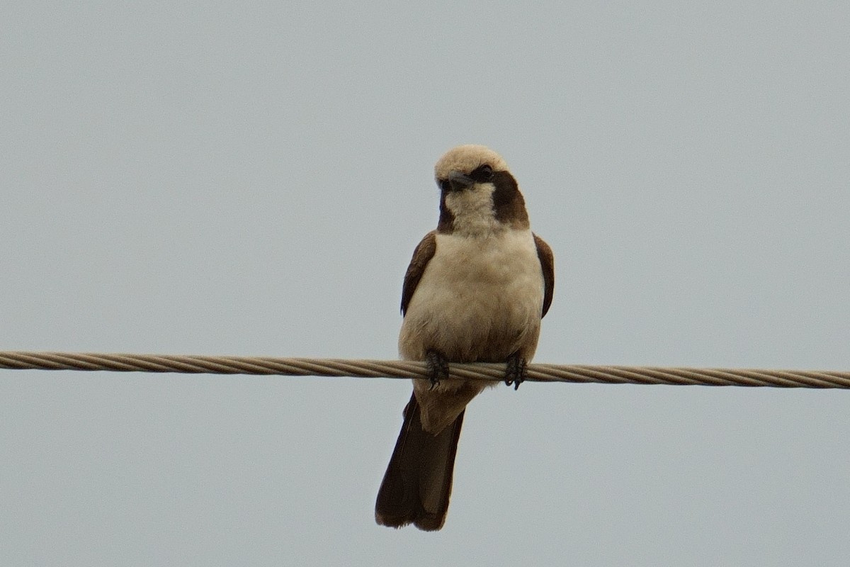 Eurocéphale à couronne blanche - ML644704994