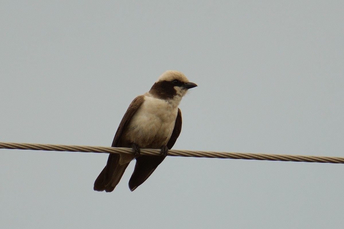 Eurocéphale à couronne blanche - ML644704995