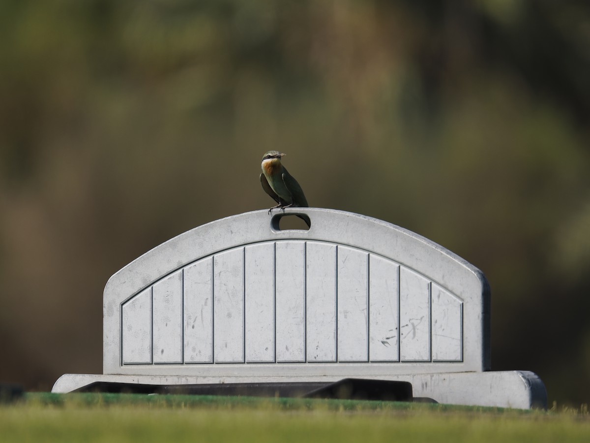Blue-cheeked Bee-eater - ML644705029