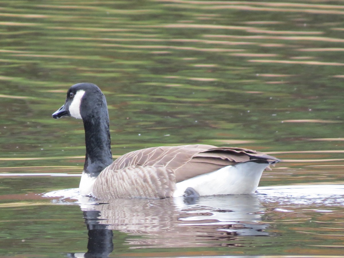 berneška velká - ML644705037