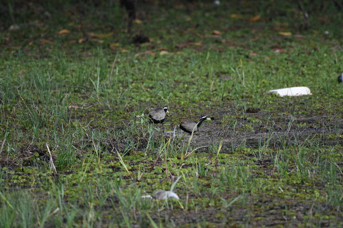 Bronze-winged Jacana - ML644705056