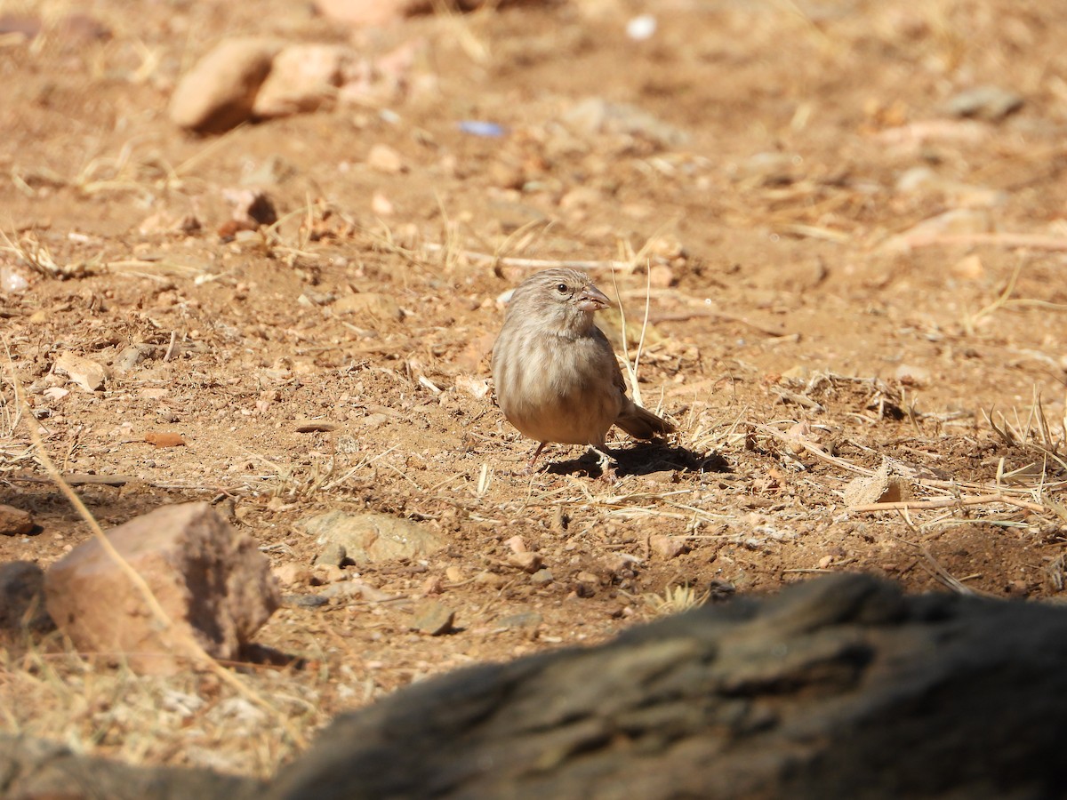 Yemen Serin - ML644705058
