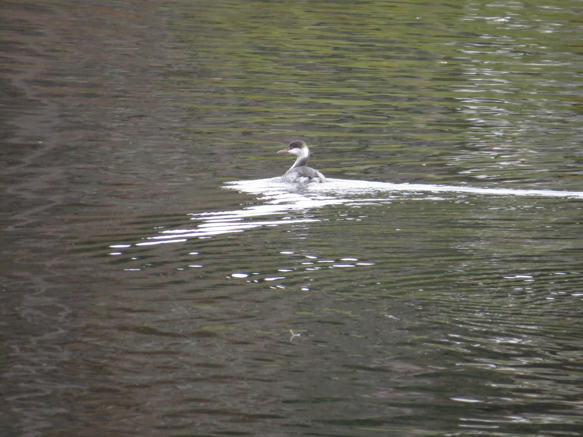 Ухаа шунгуур - ML644705070