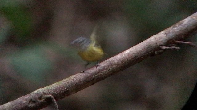 モンツキクロフウキンチョウ - ML644705089