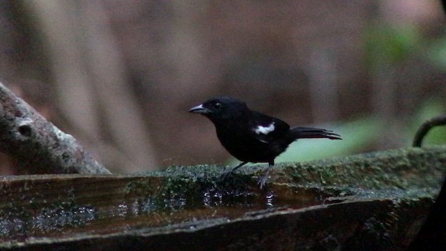 モンツキクロフウキンチョウ - ML644705091