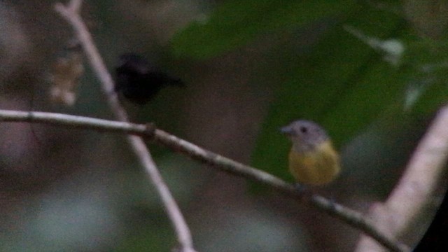 モンツキクロフウキンチョウ - ML644705092