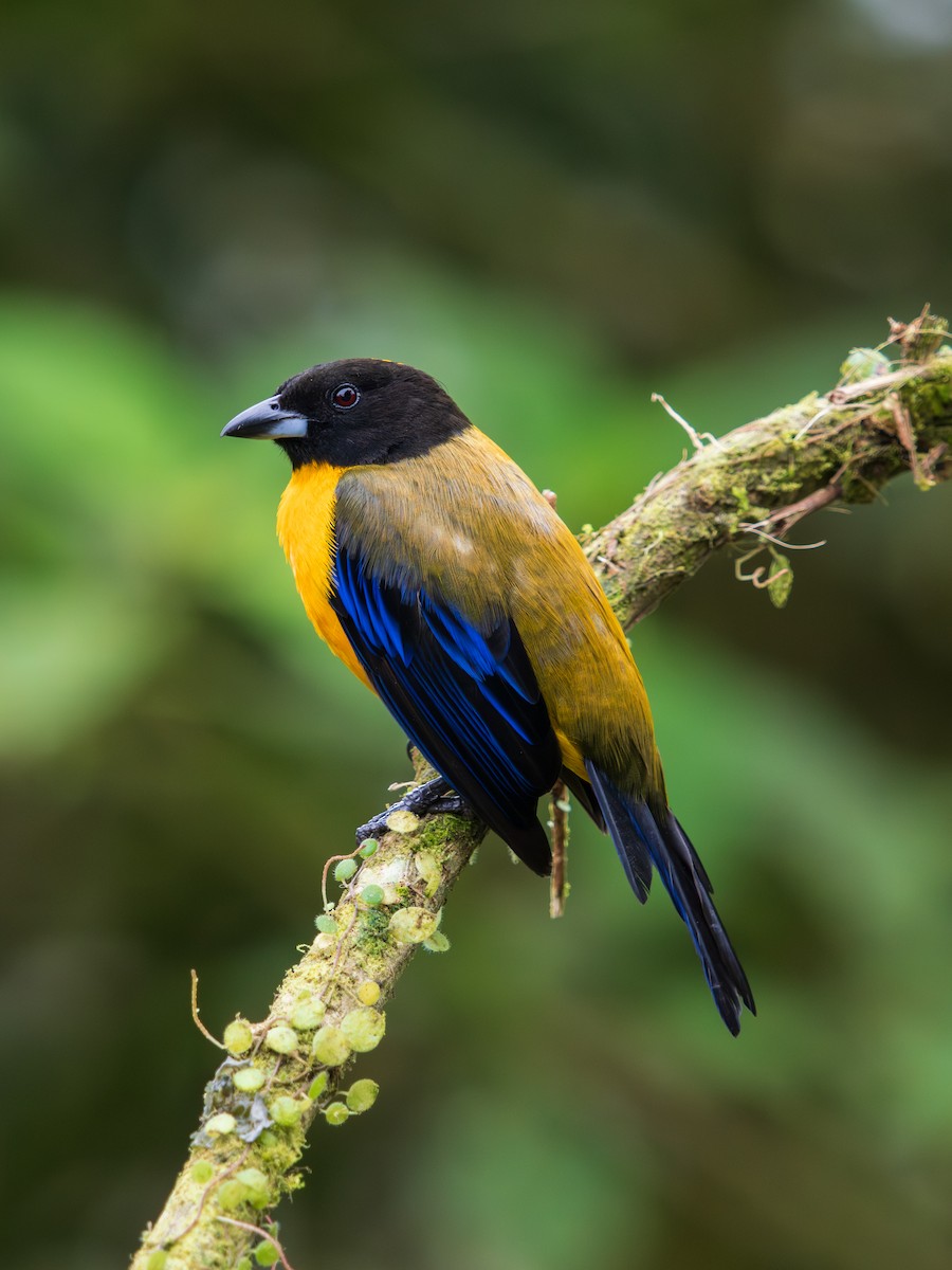 Black-chinned Mountain Tanager - ML644705105