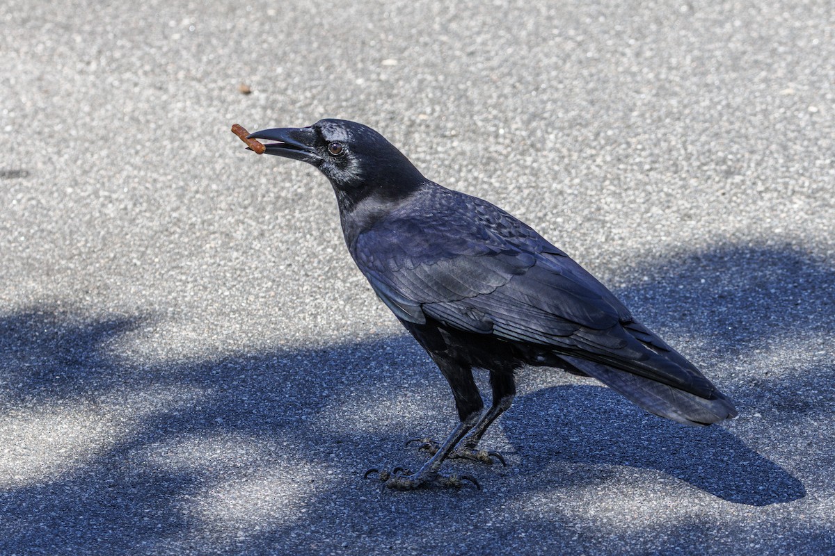 ウオガラス - ML644705107