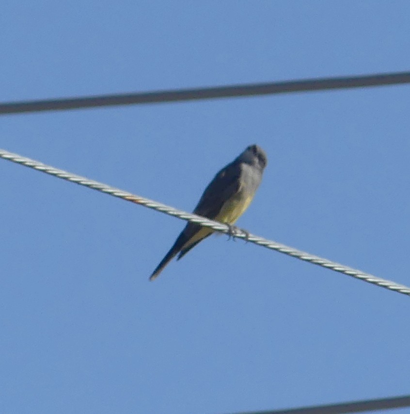Cassin's Kingbird - ML644705119