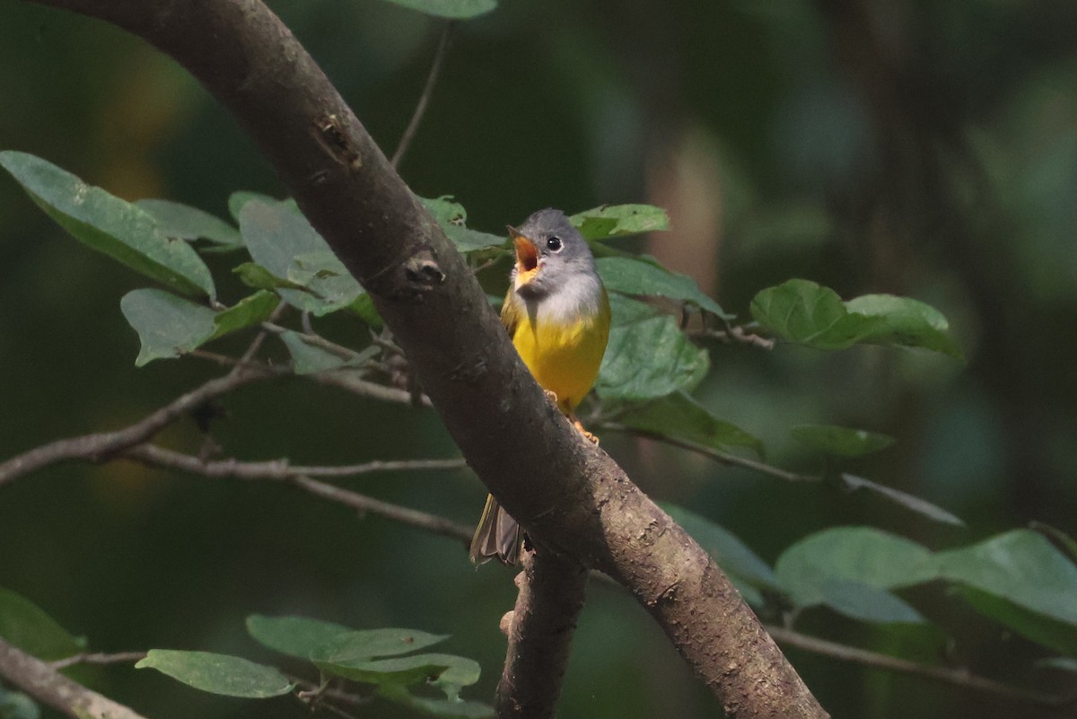 方尾鶲 - ML644705123