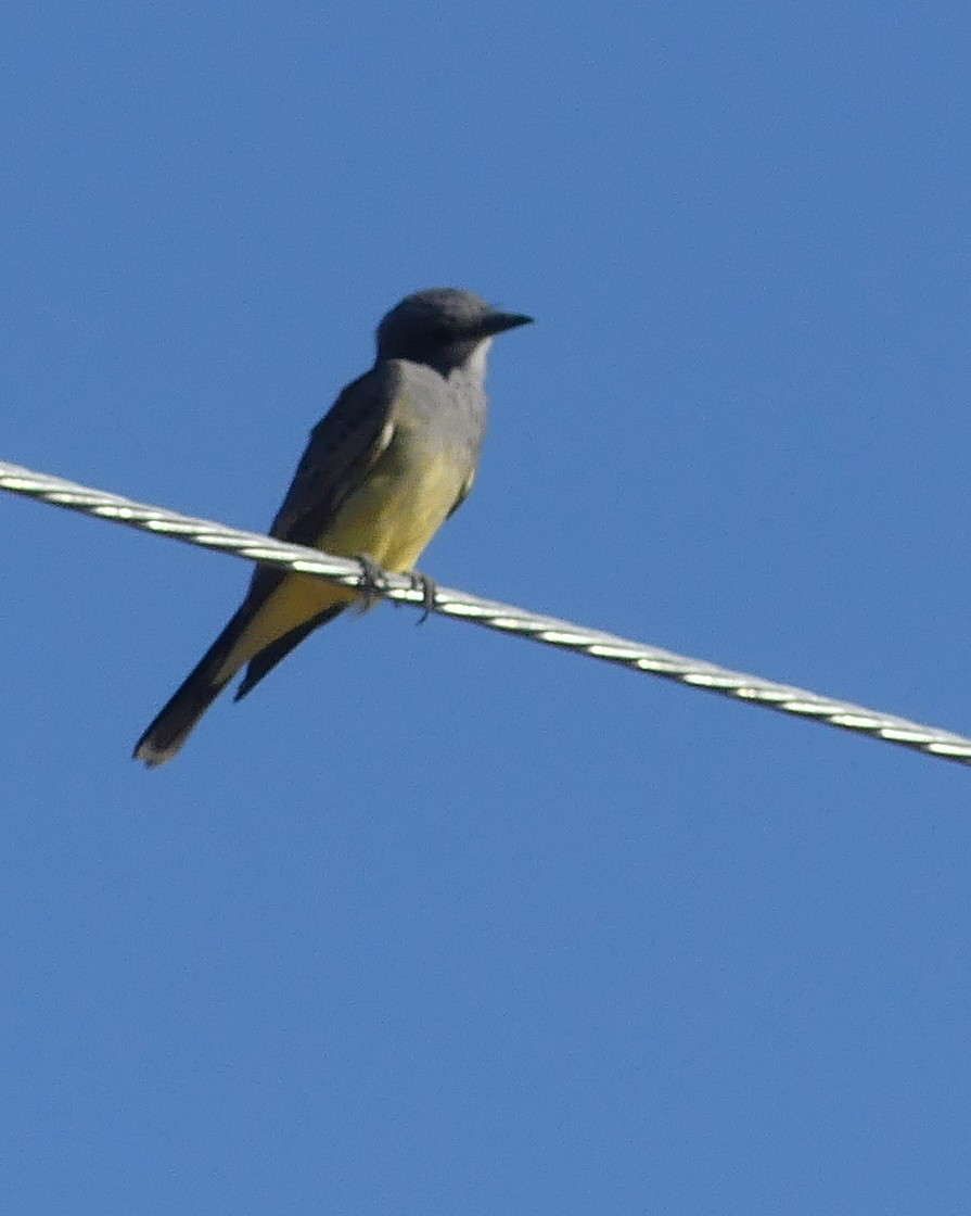 Cassin's Kingbird - ML644705124